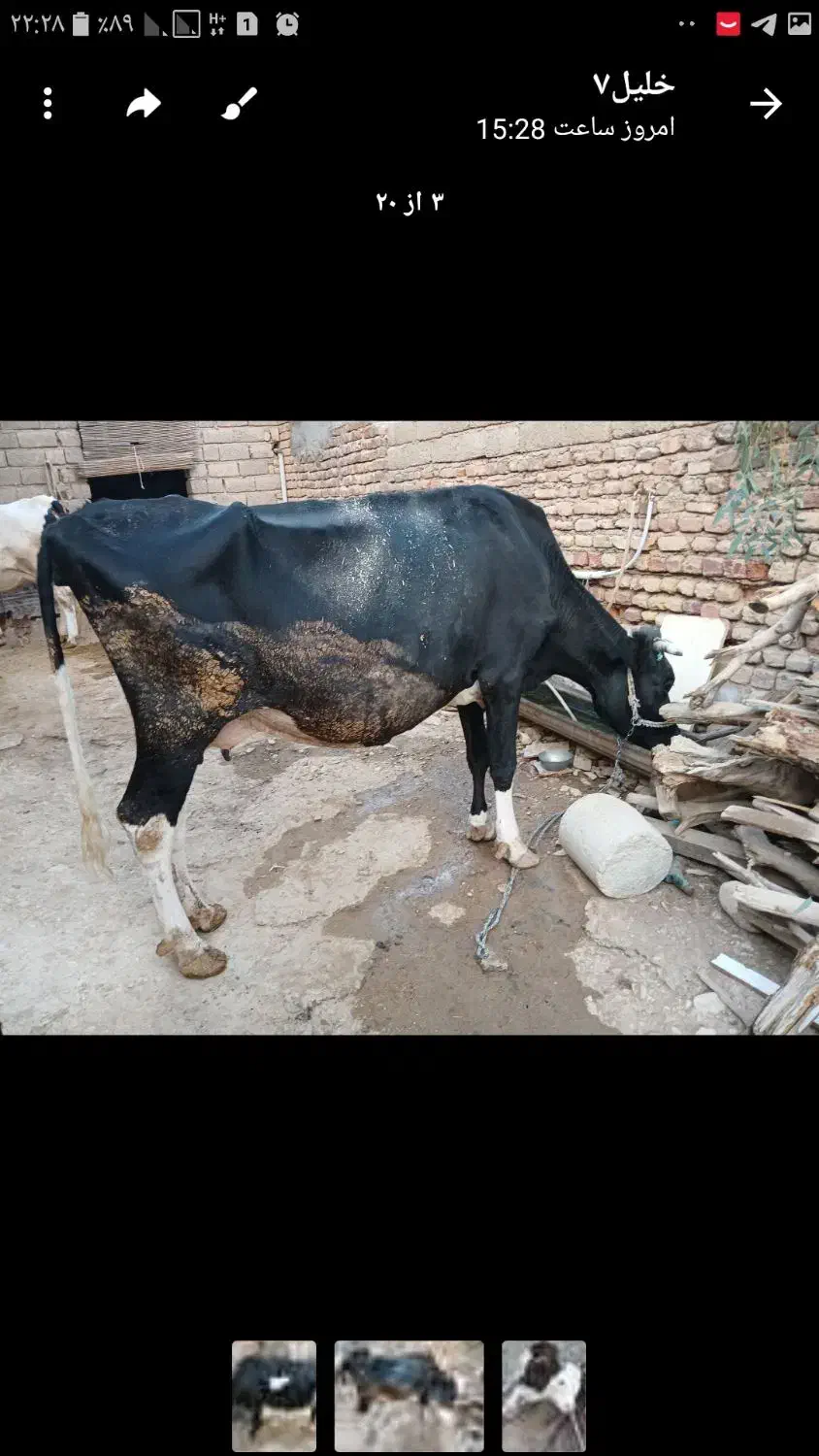 فروش گاو گوساله در روستای چنگوله|حیوانات مزرعه|مهران (ایلام), |دیوار