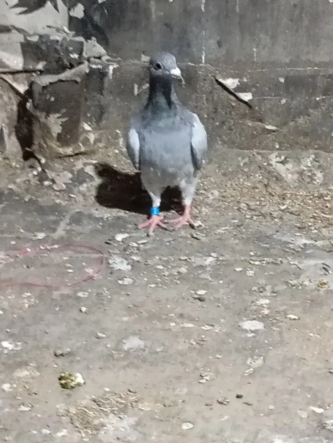 المانی مسافتی|پرنده|مینودشت, |دیوار