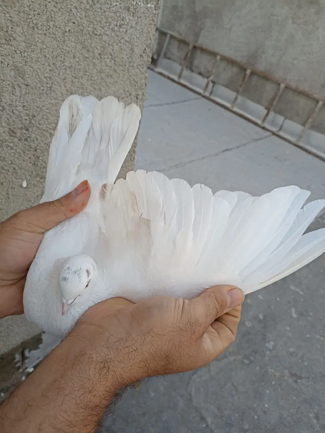 کبوتر|پرنده|رباط‌کریم, شهرک صنعتی نصیرآباد|دیوار