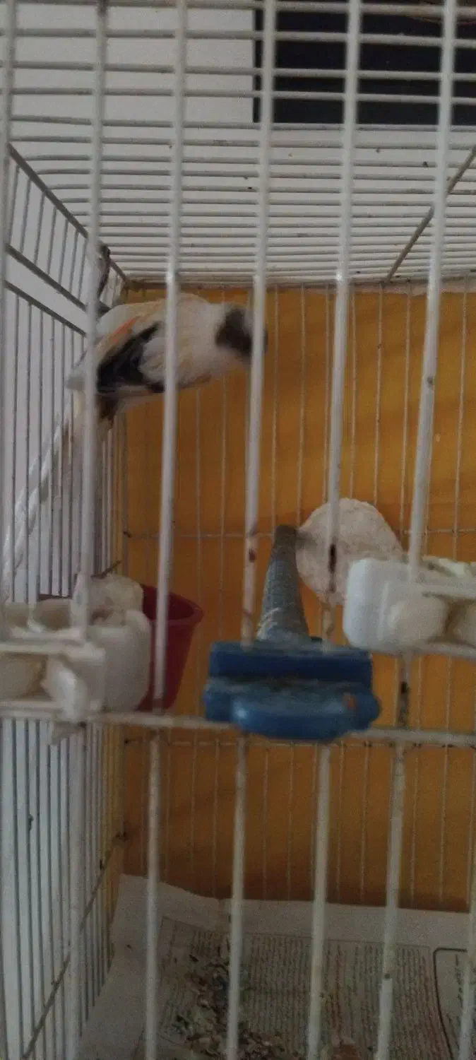 قناری نر ریزه خوان|پرنده|مشهد, دوست آباد|دیوار