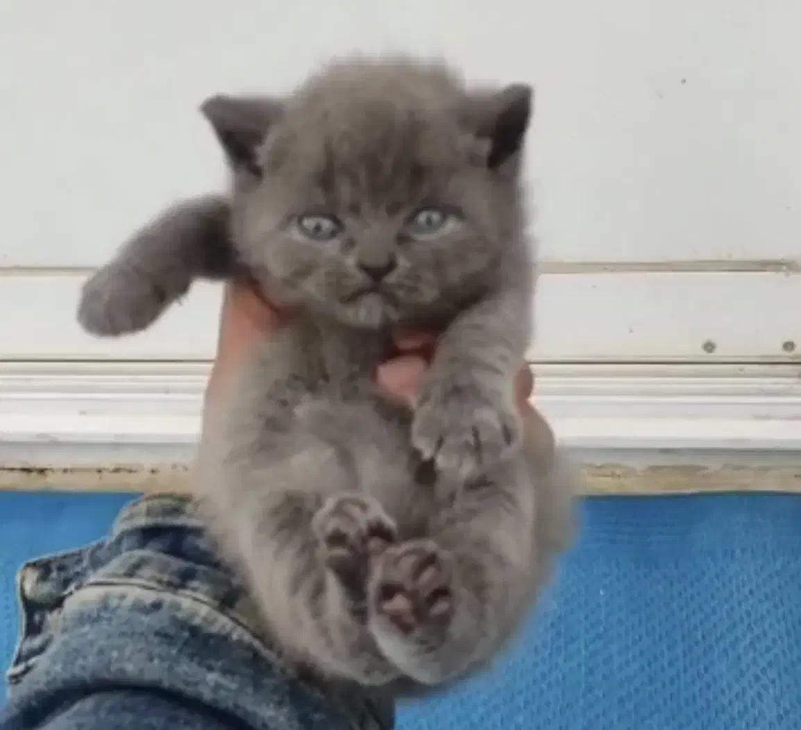 گربه بریتیش بلو|گربه|رشت, معلم|دیوار