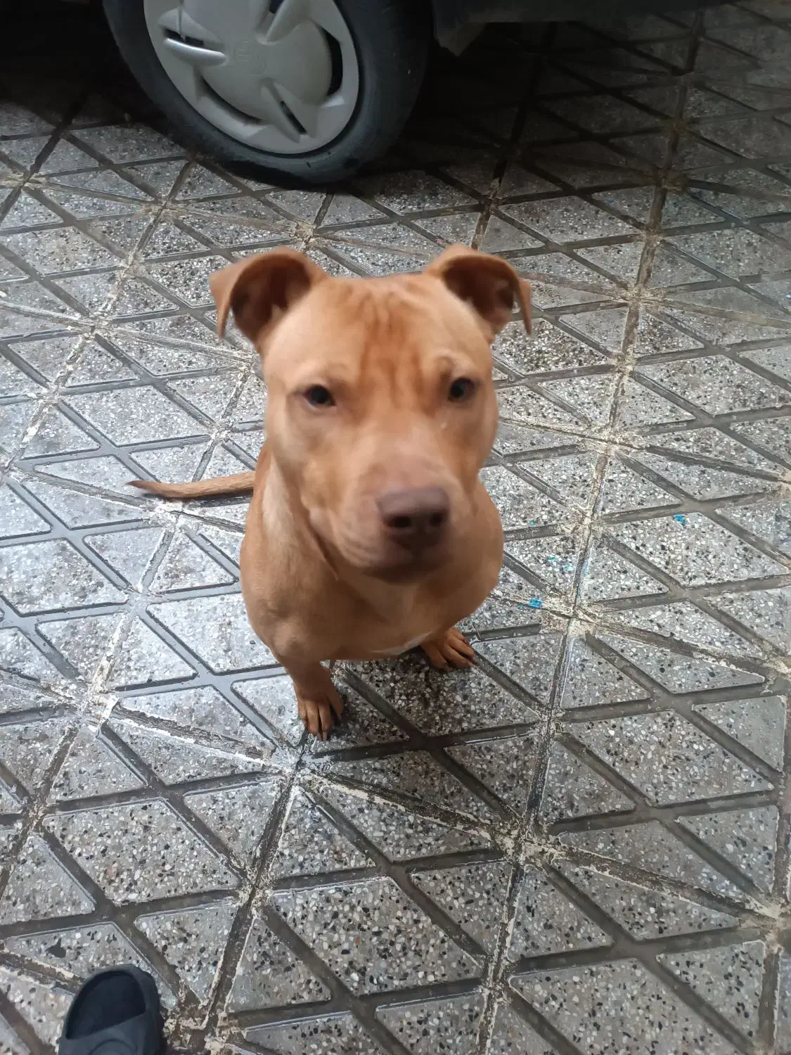 پیتبول نر|سگ|بروجرد, |دیوار