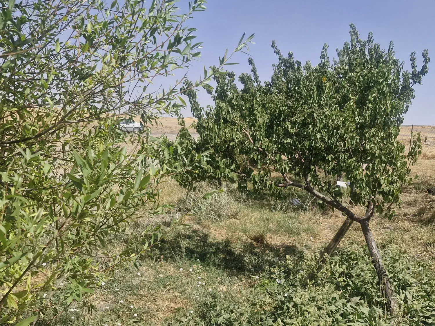 فروش باغ|فروش زمین و ملک کلنگی|قره پشتلو, |دیوار