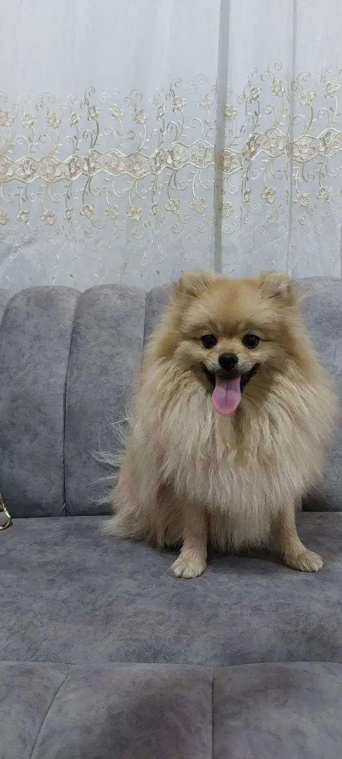 سگ پامرانین نر اصیل|سگ|کرمانشاه, |دیوار