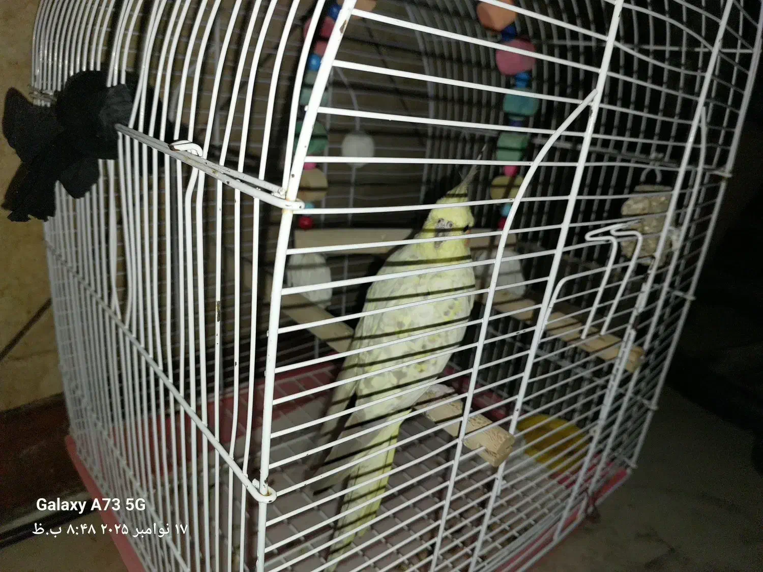 طوطی عروس|پرنده|محمدیه-قزوین, |دیوار