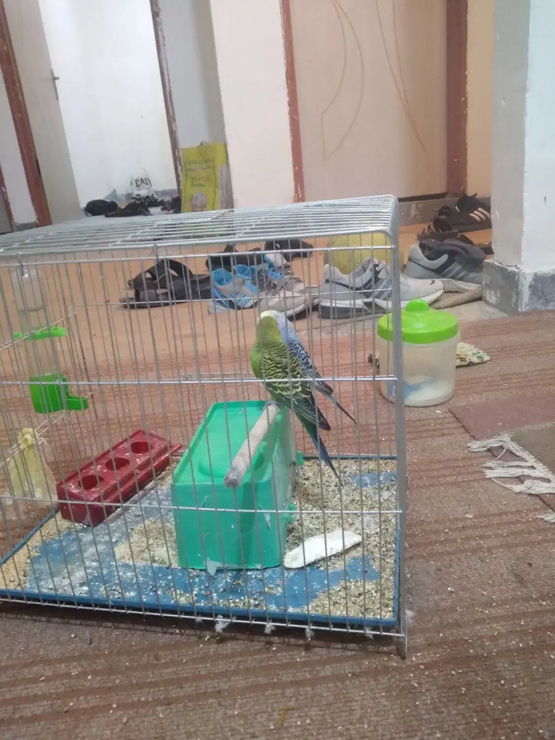 مرغ عشق|پرنده|دهدشت, |دیوار