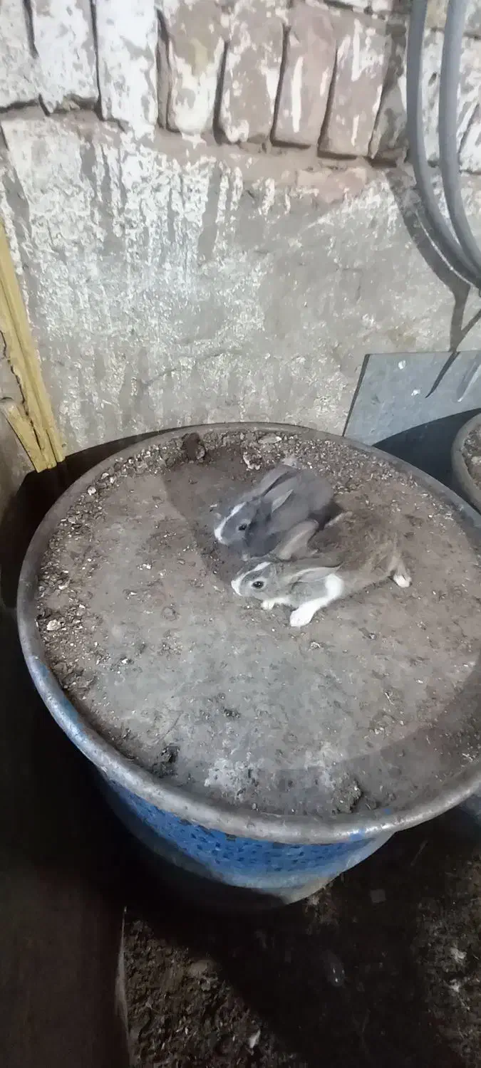 خرگوش|موش و خرگوش|اردکان, |دیوار