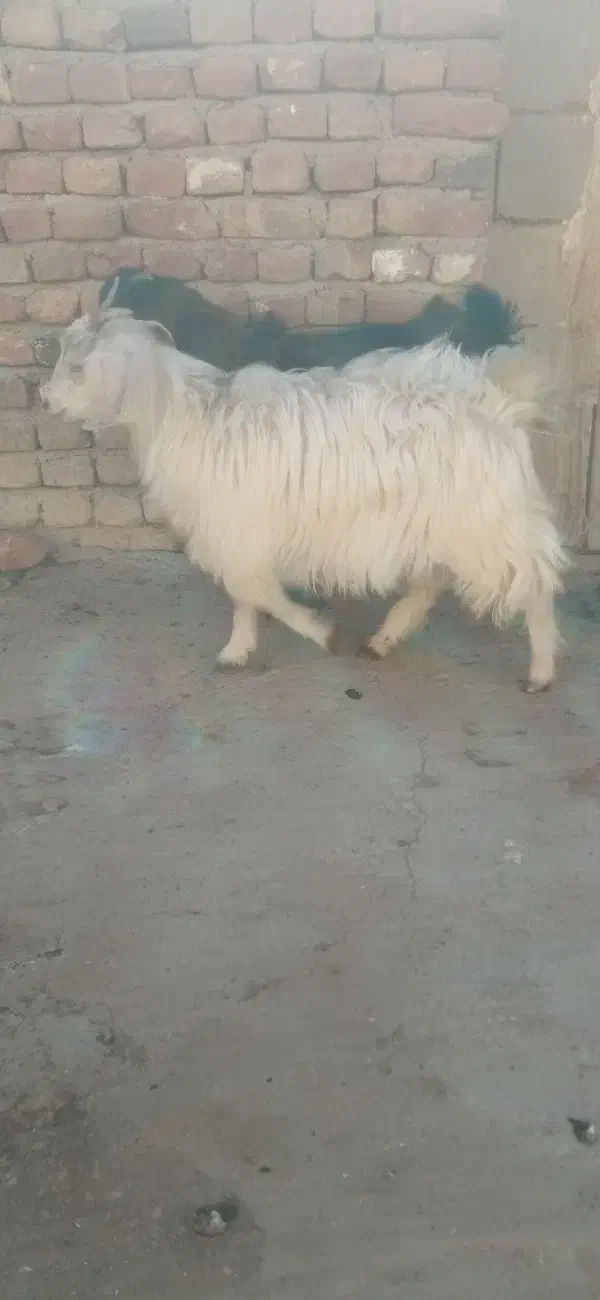 2عدد بزغاله|حیوانات مزرعه|بناب, |دیوار