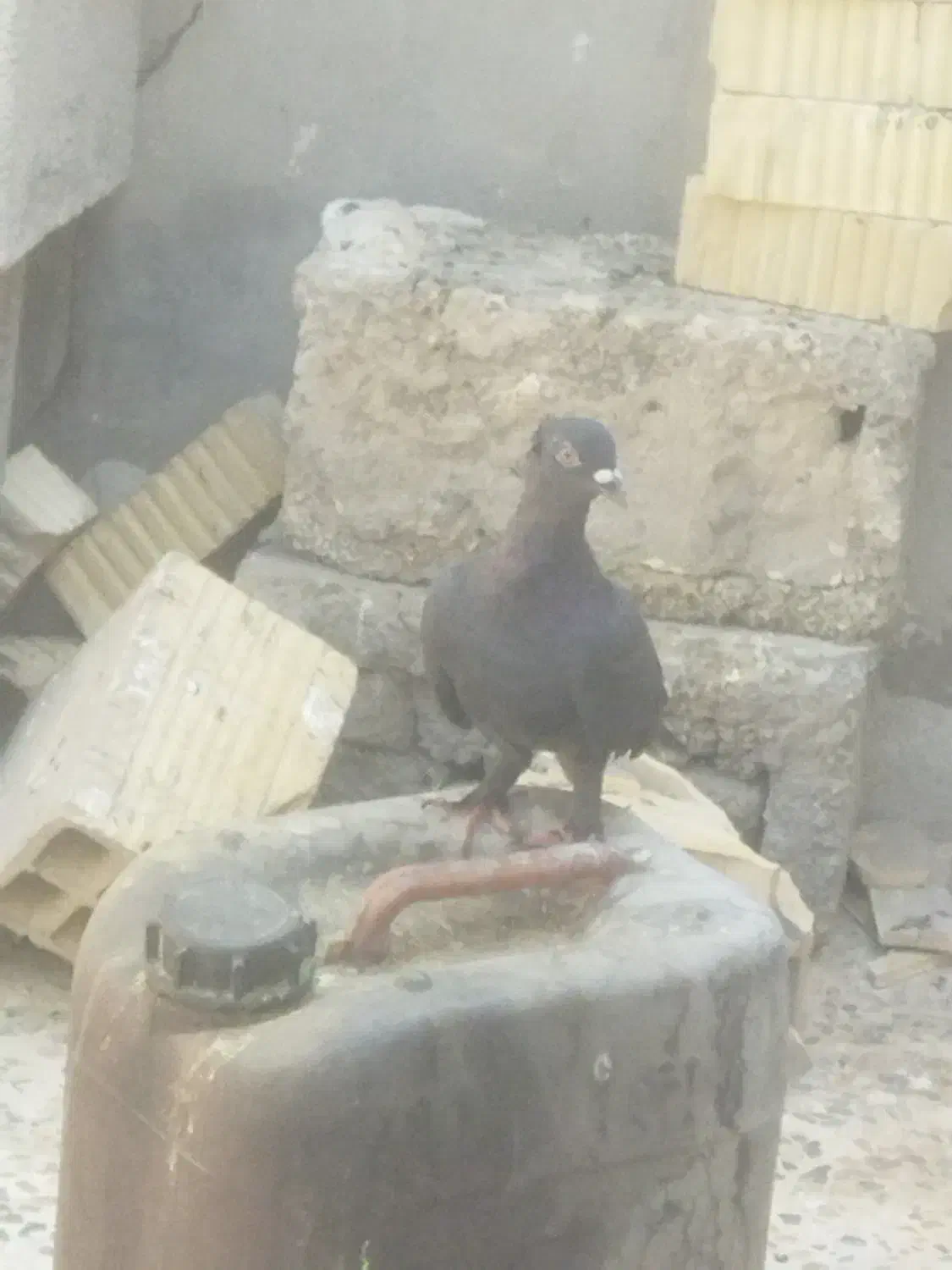 کبوتر پلاکی نر|پرنده|دهدشت, |دیوار