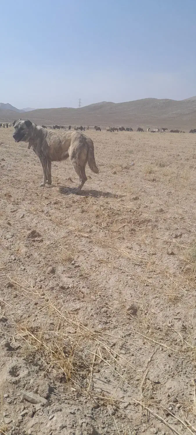 سگ ماده جهت فروش پدر ومادر افغان و سراب|سگ|اراک, |دیوار