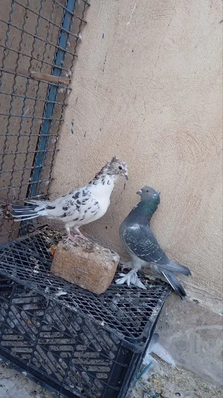 سرور بلژیکی مسافتی اصل|پرنده|قم, حاج زینل|دیوار