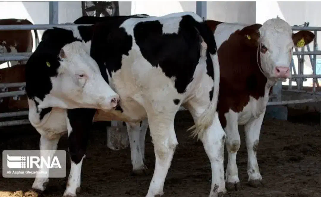 سیمینتال اصیل وارداتی مخصوص پرواری|حیوانات مزرعه|انبارآلوم, |دیوار