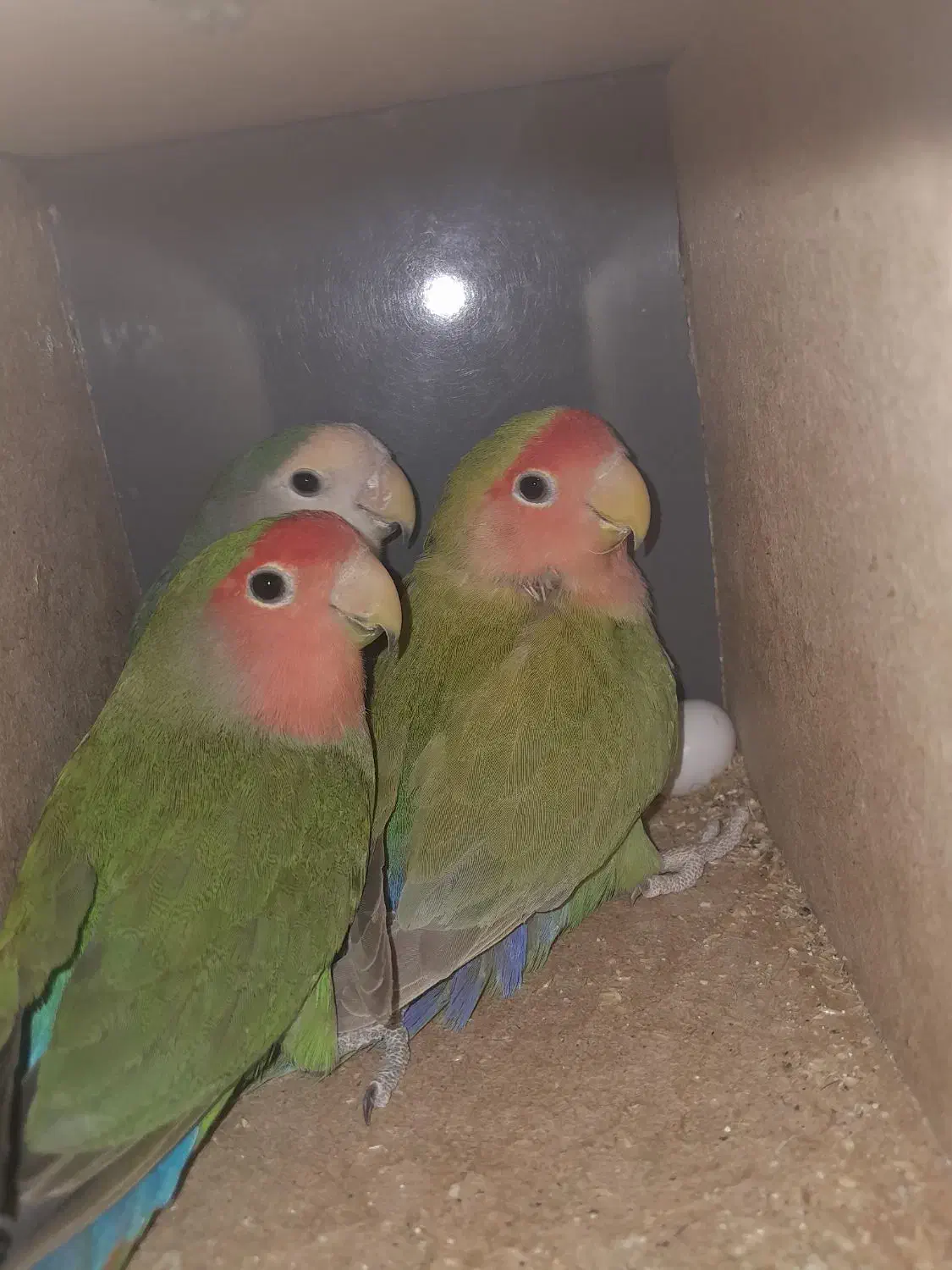 کوتوله برزیلی|پرنده|میبد, |دیوار