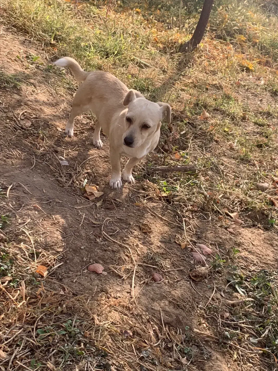 سگ پاکوتاه ماده|سگ|جوادآباد, |دیوار