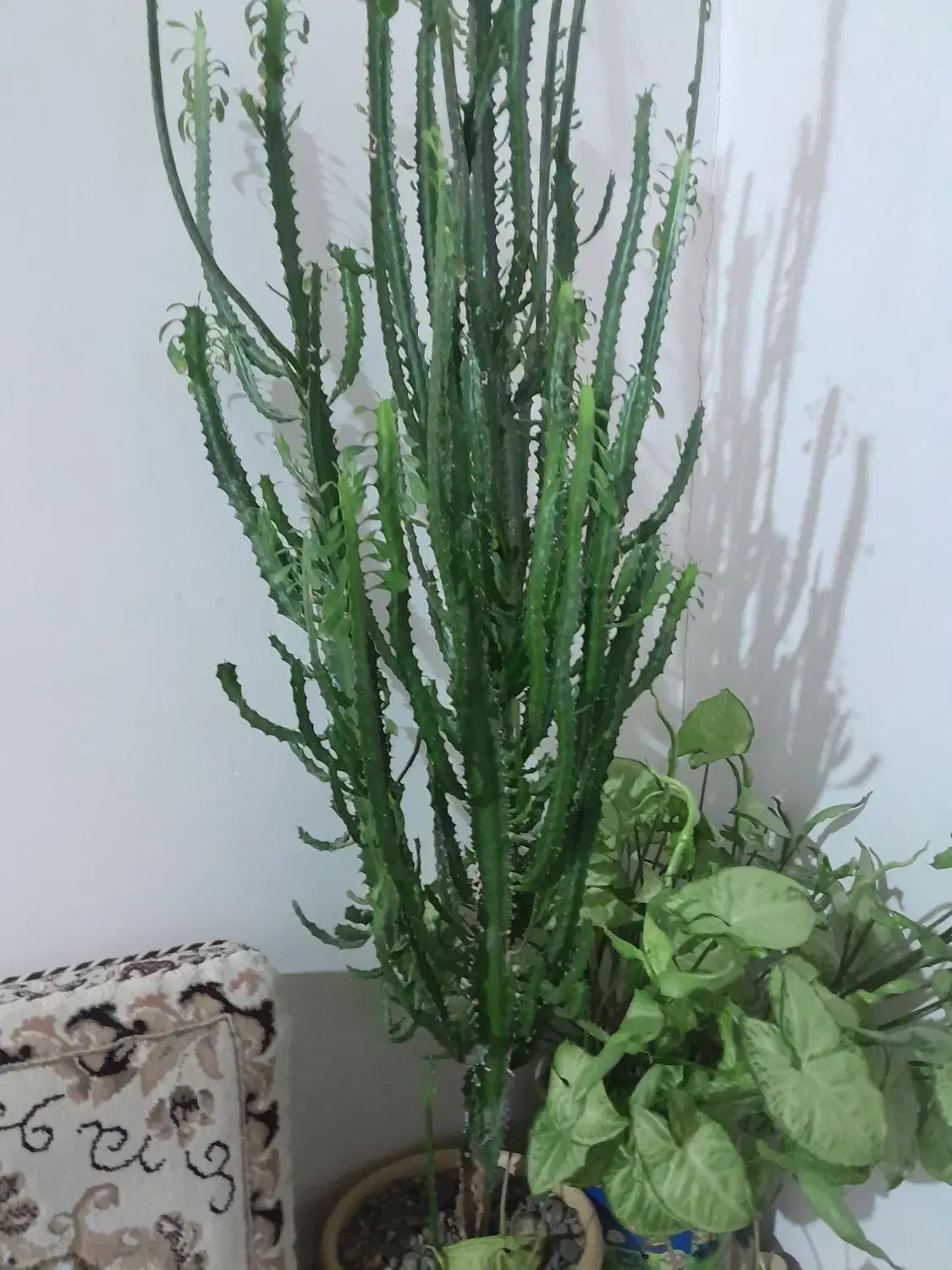 گل کاک طوس|آب‌سردکن و تصفیه آب|دیواندره, |دیوار