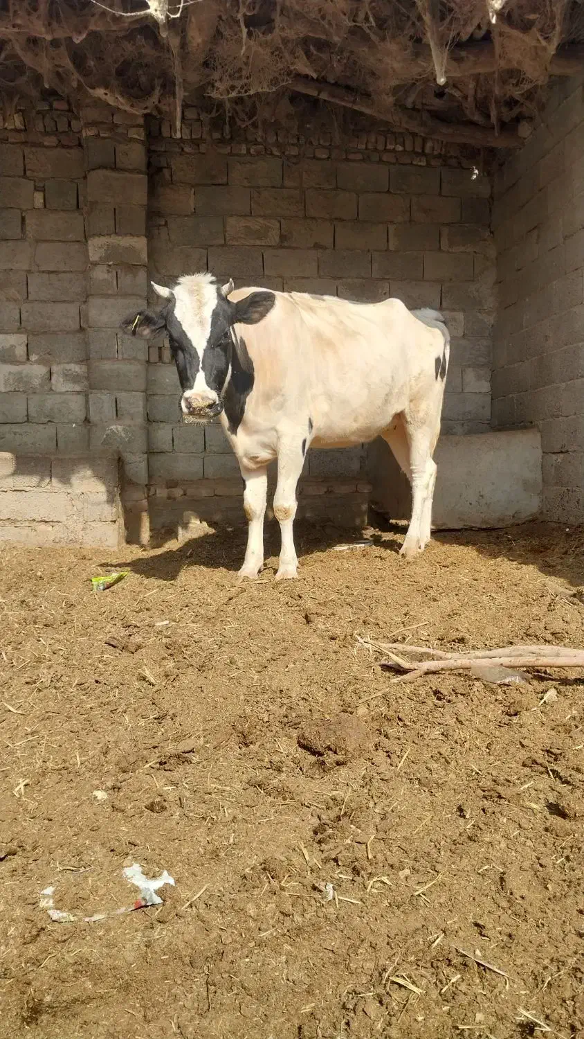 گاوشیری آبستن|حیوانات مزرعه|زابل, |دیوار