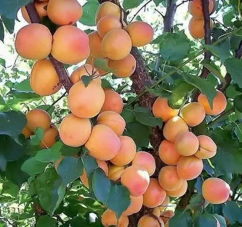 تولیدکننده پخش نهال درخت نهالستان پسته انجیرگردوقم|خدمات باغبانی و درختکاری|قم, آزادگان|دیوار