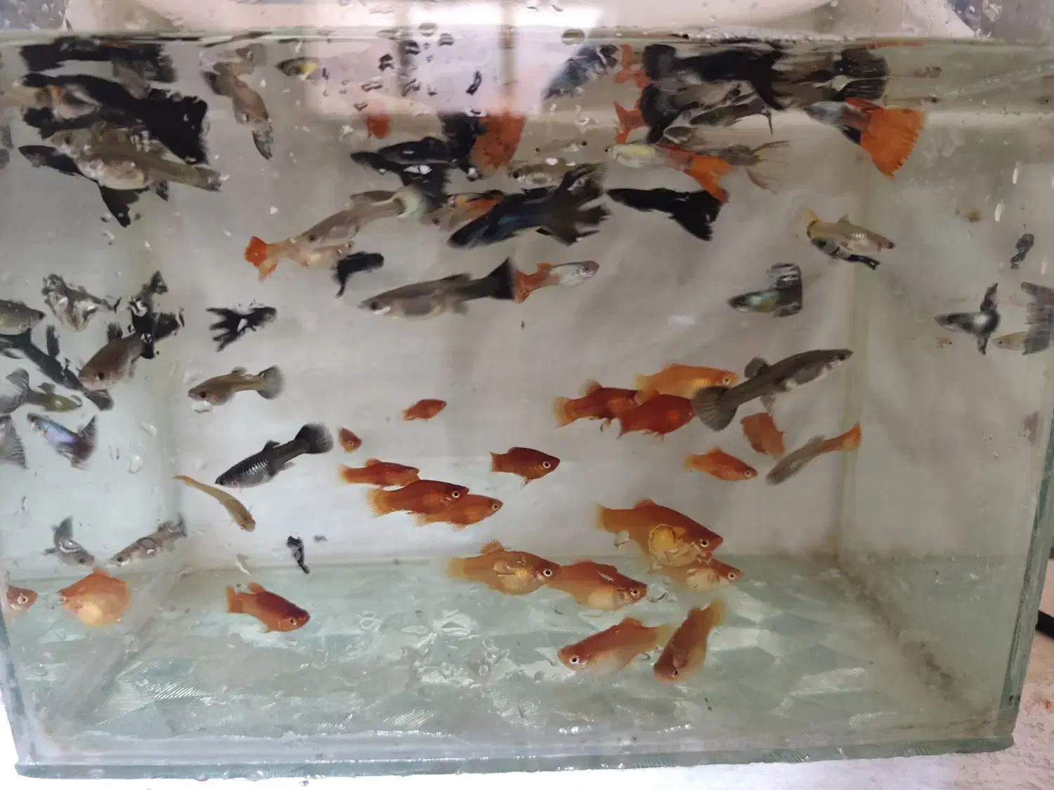 ماهی|ماهی|شیروان (خراسان), |دیوار