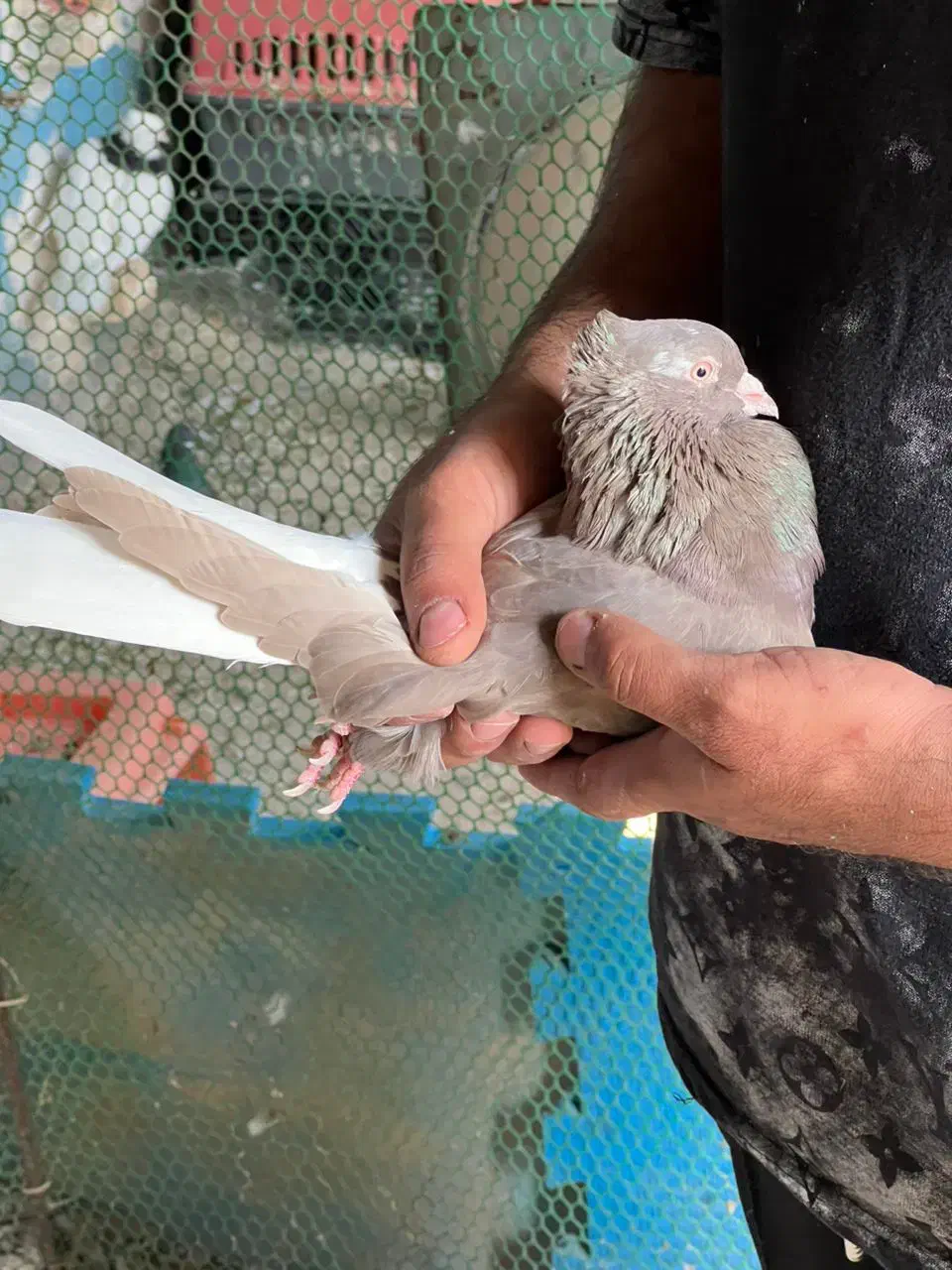 دم سفید|پرنده|شوش, |دیوار