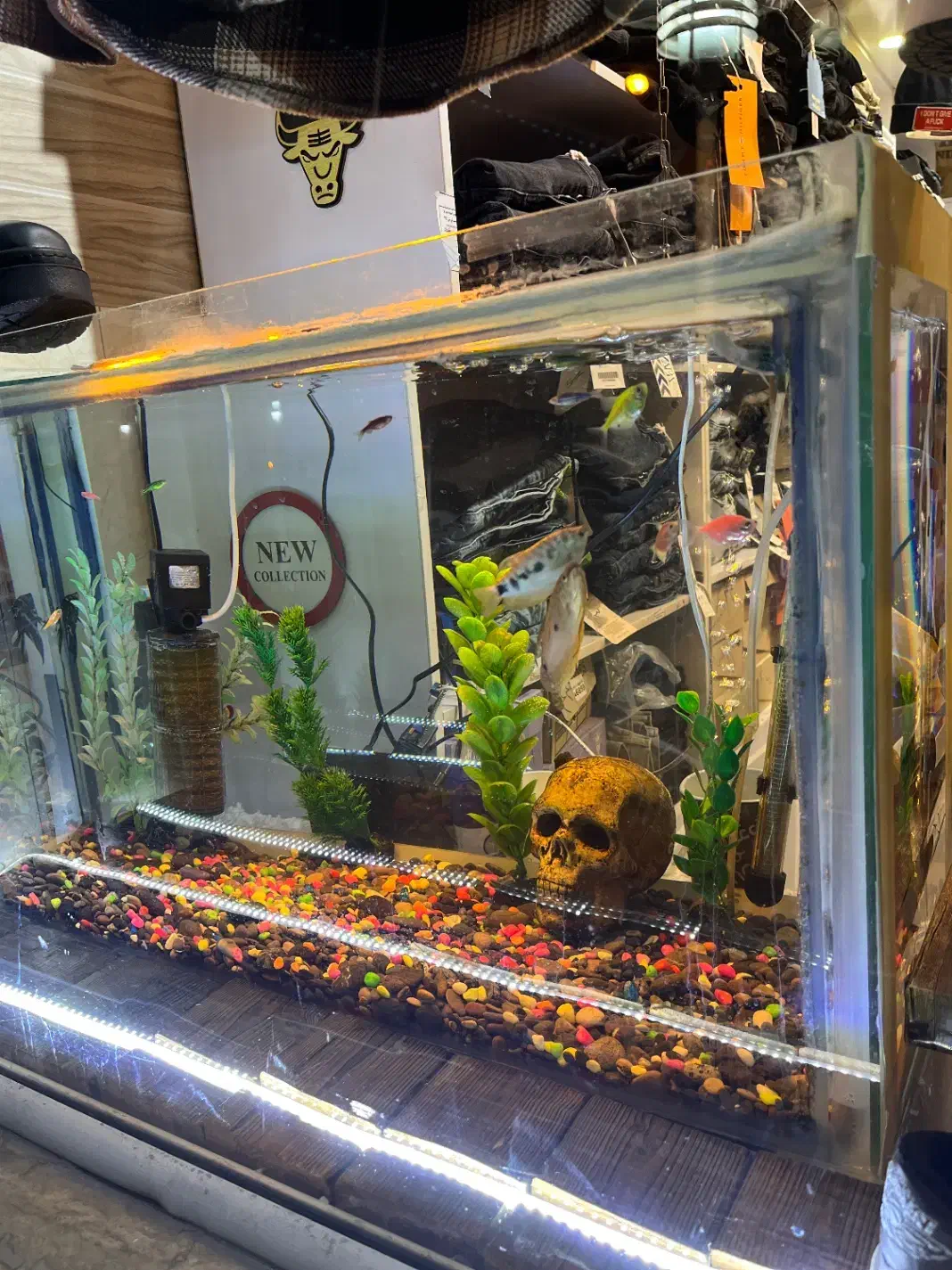 آکواریوم|ماهی|بندر گز, |دیوار