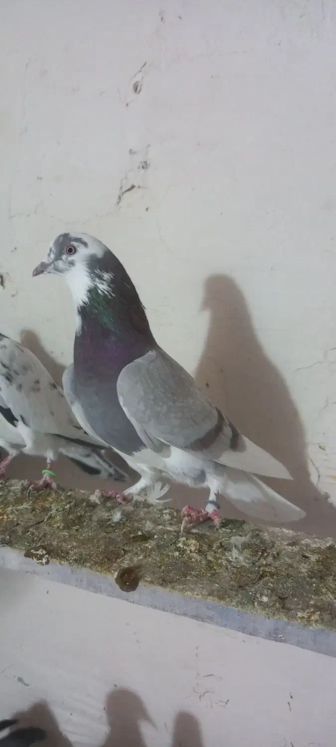 کبوتر|پرنده|مشگین شهر, |دیوار