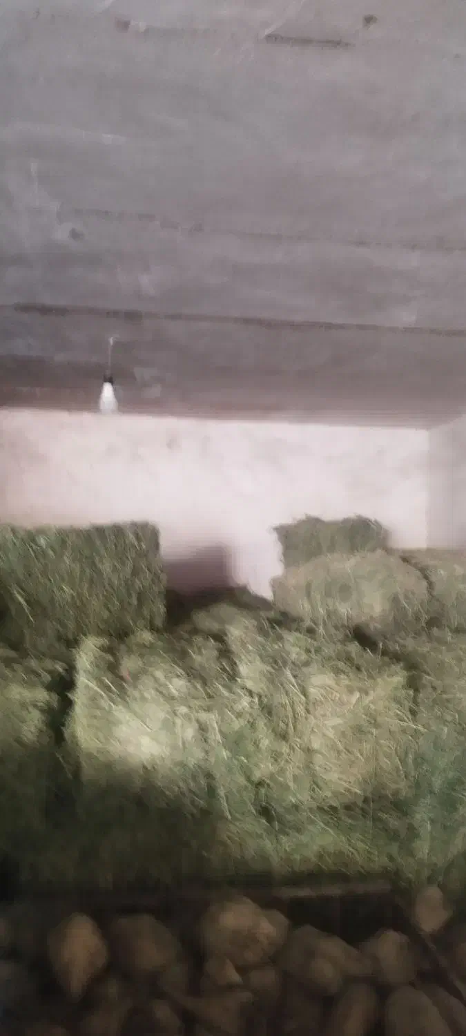 یونجه|عمدهفروشی|کبودرآهنگ, |دیوار