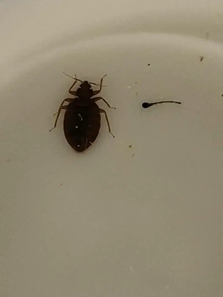 سمپاشی باضمانت ساس سوسک موش|خدمات نظافت|قدس, شهر‌قدس|دیوار