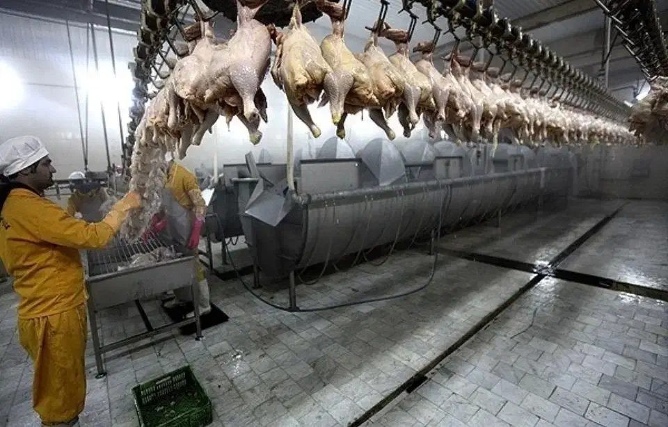 استخدام کارگر ساده در کشتارگاه صنعتی بخش همبرگر|استخدام صنعتی، فنی، مهندسی|گرگان, |دیوار