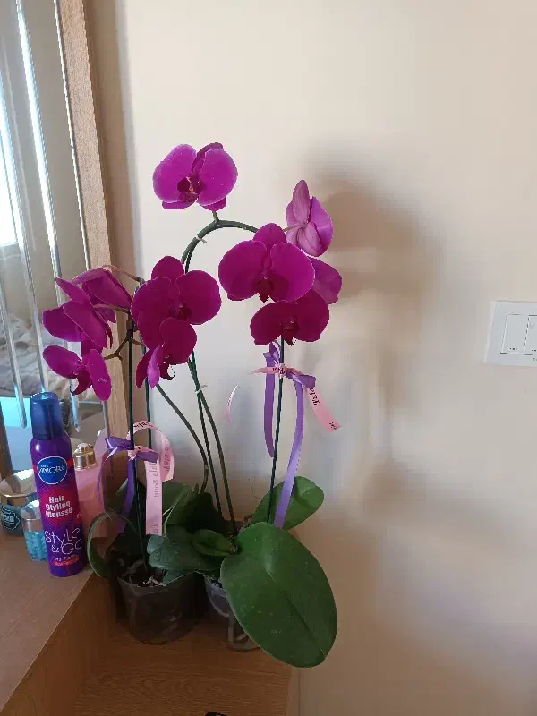 گل ارکیده طبیعی|گل و گیاه طبیعی|پردیس, فاز ۱۱|دیوار