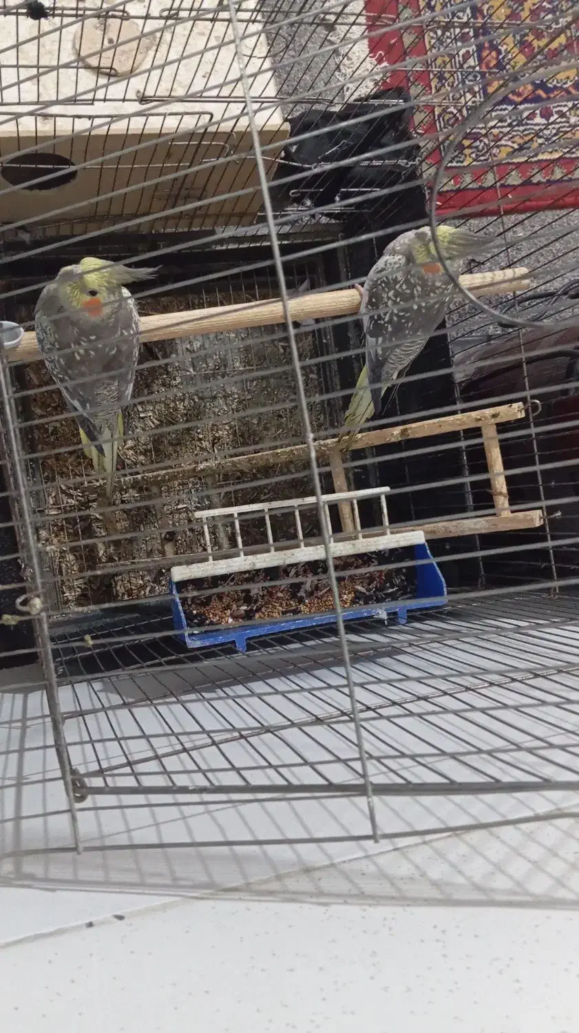 جفت عروس شرط تخم|پرنده|شادگان, |دیوار