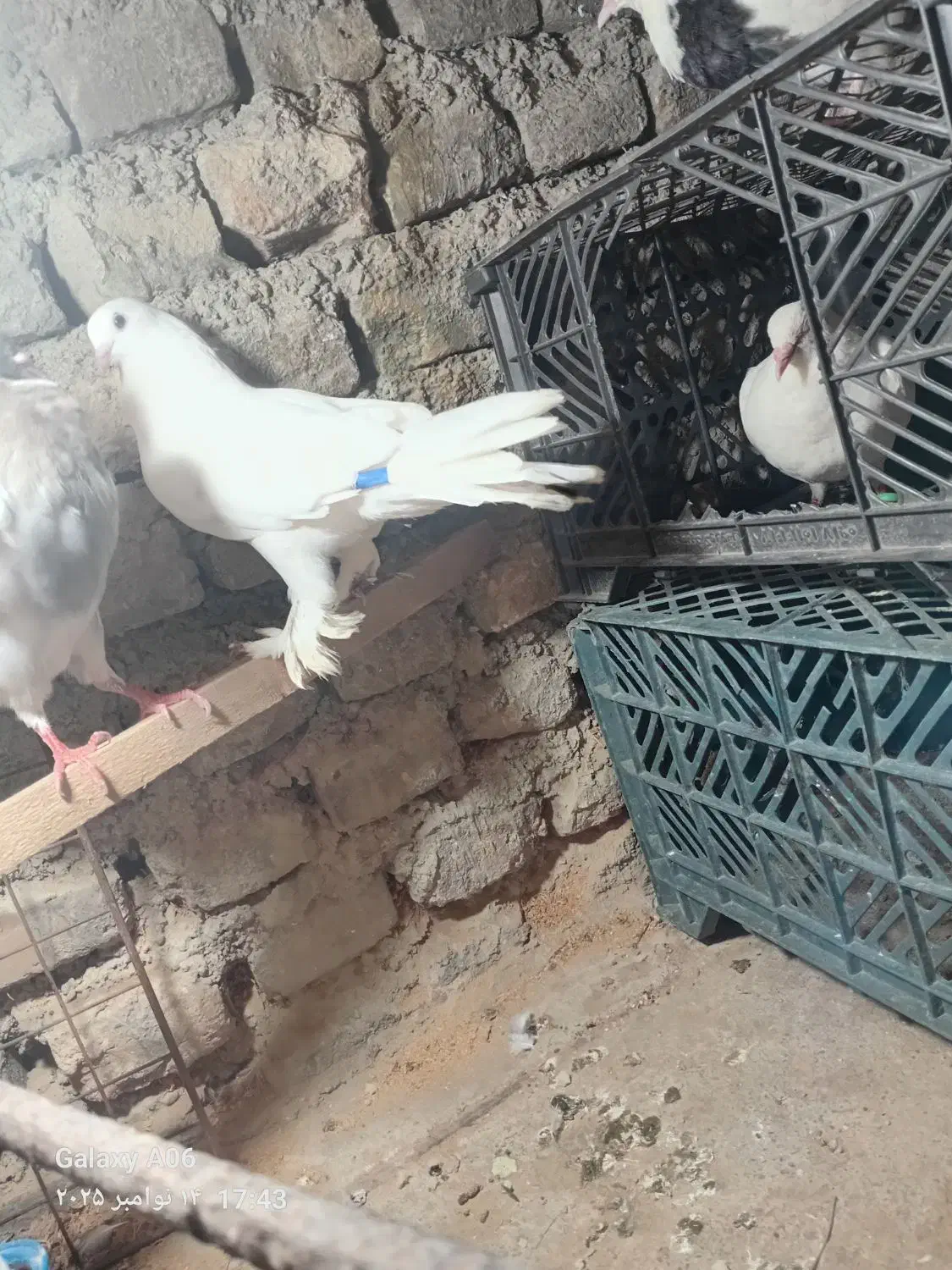 کفتر نر و ماده پرشی|پرنده|گرگان, |دیوار