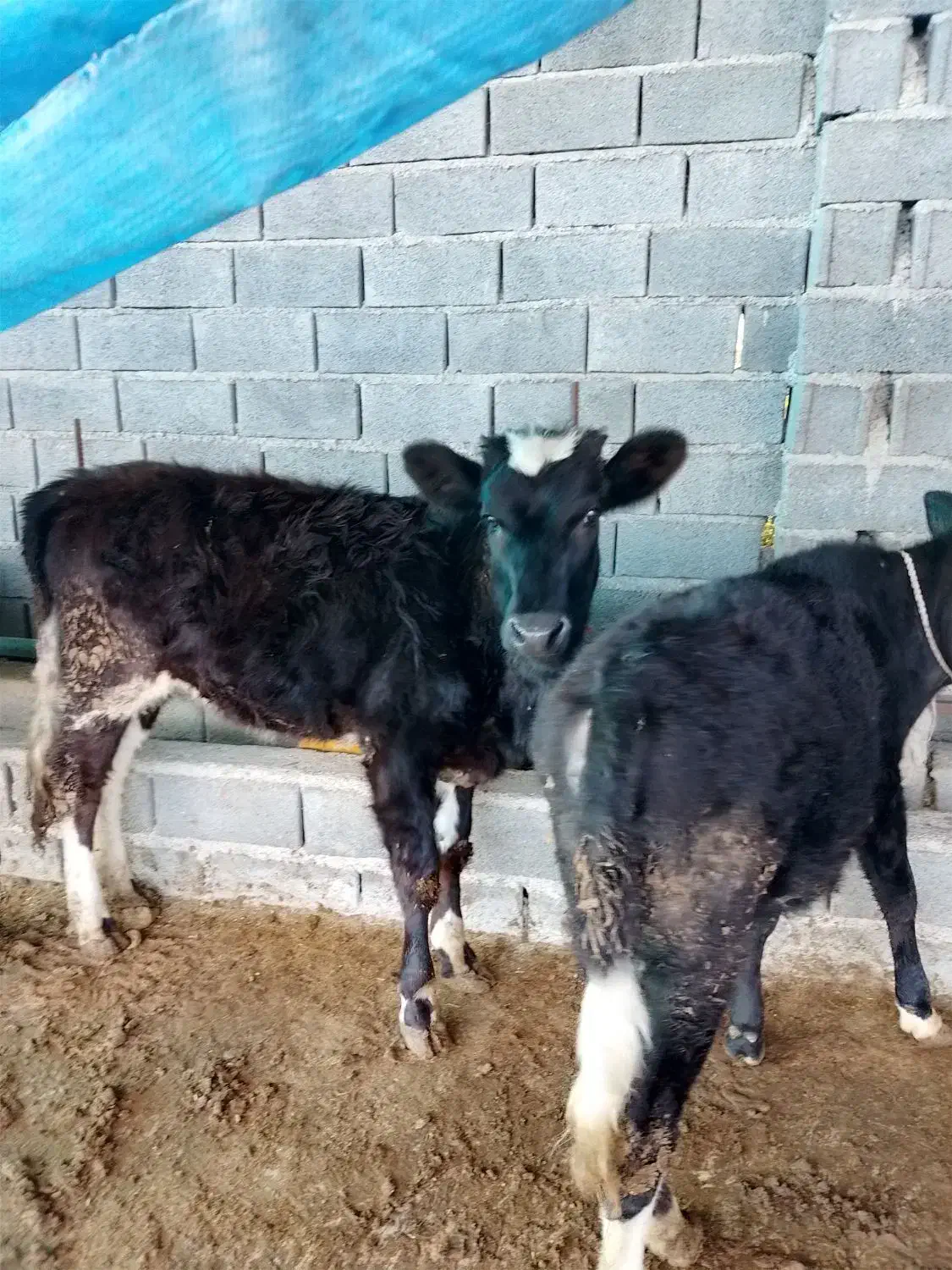 گوساله دورگ جنگلی|حیوانات مزرعه|مرزیکلا, |دیوار