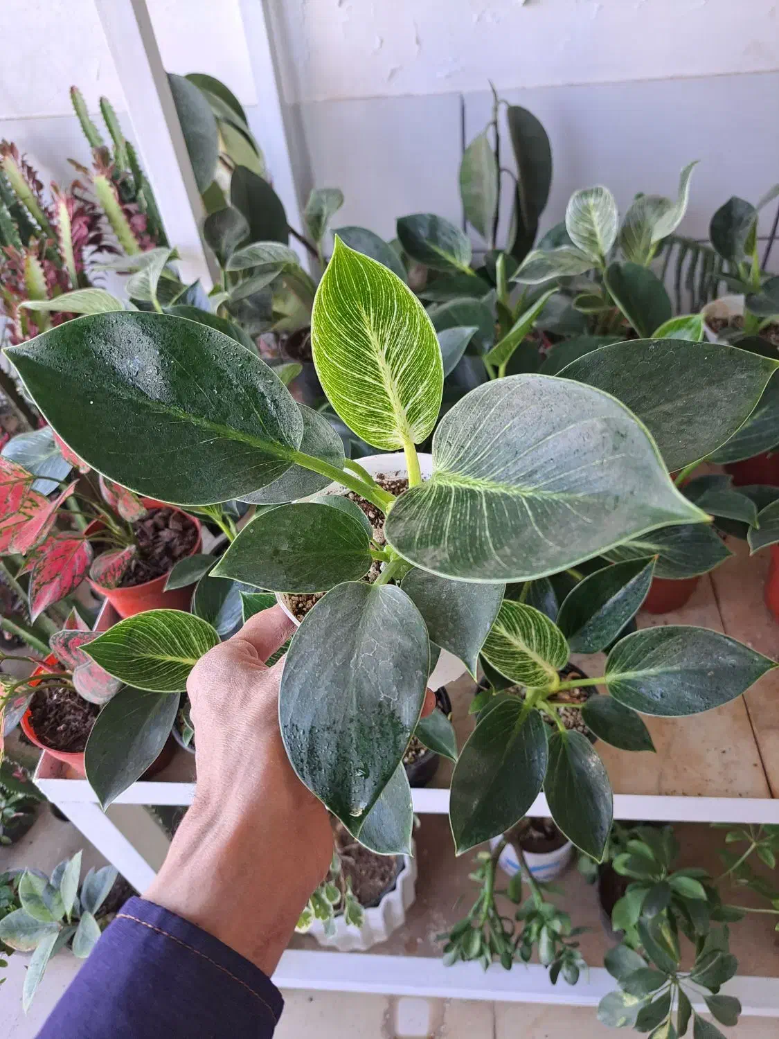 گل آپارتمانی با قیمت مناسب|گل و گیاه طبیعی|بیرجند, |دیوار