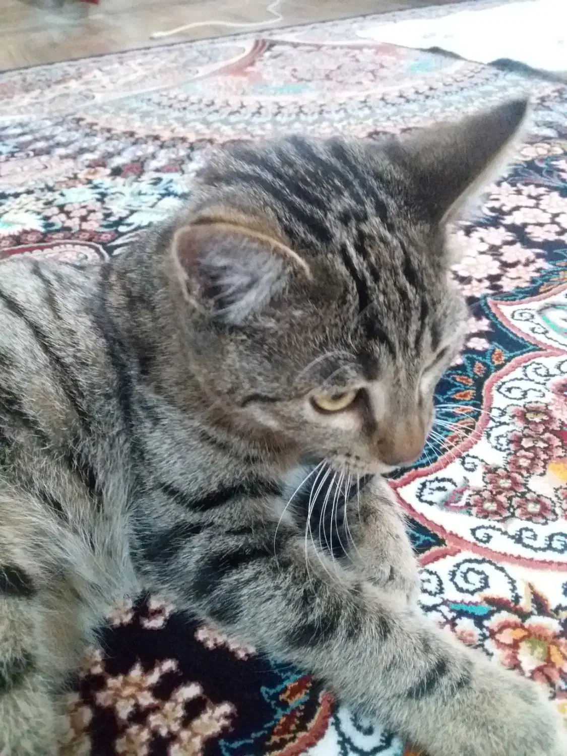 گربه خانگی ماده|گربه|اردبیل, |دیوار