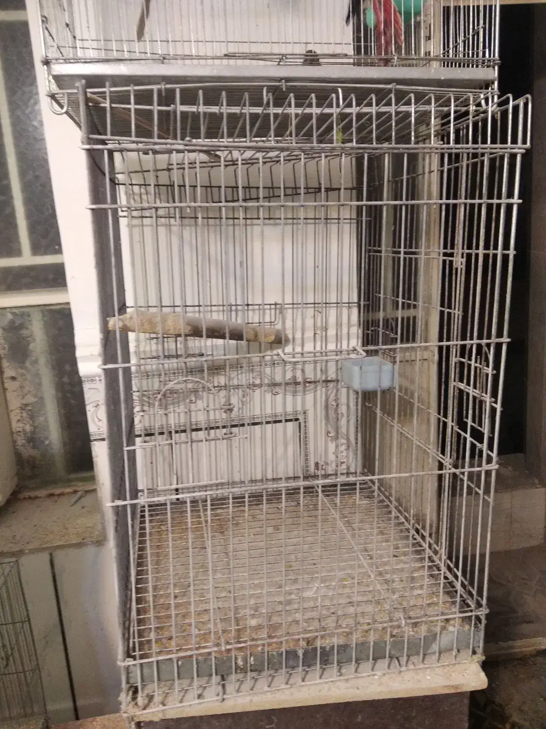 فروش فقس آرایی و معاوضه عروس هلندی|پرنده|ایرانشهر, |دیوار