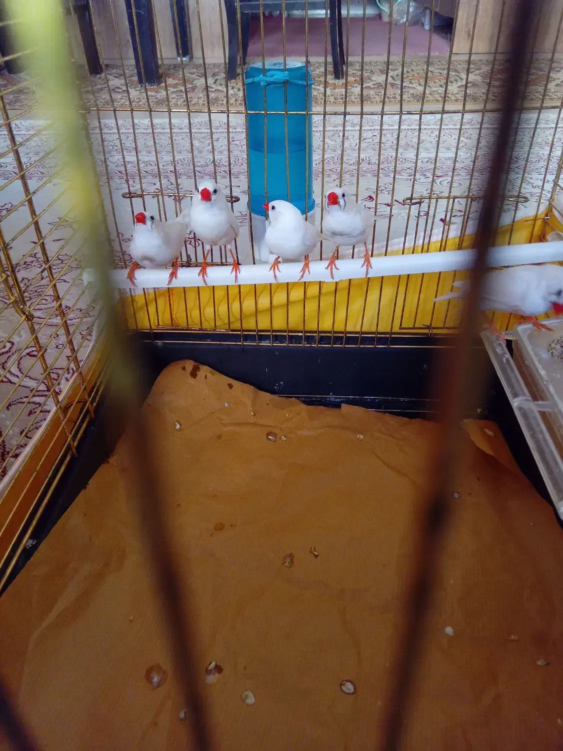 تعدادی فنج دانه ۱۴۰ هزار|پرنده|هشتگرد, فاز ۷ مهستان|دیوار