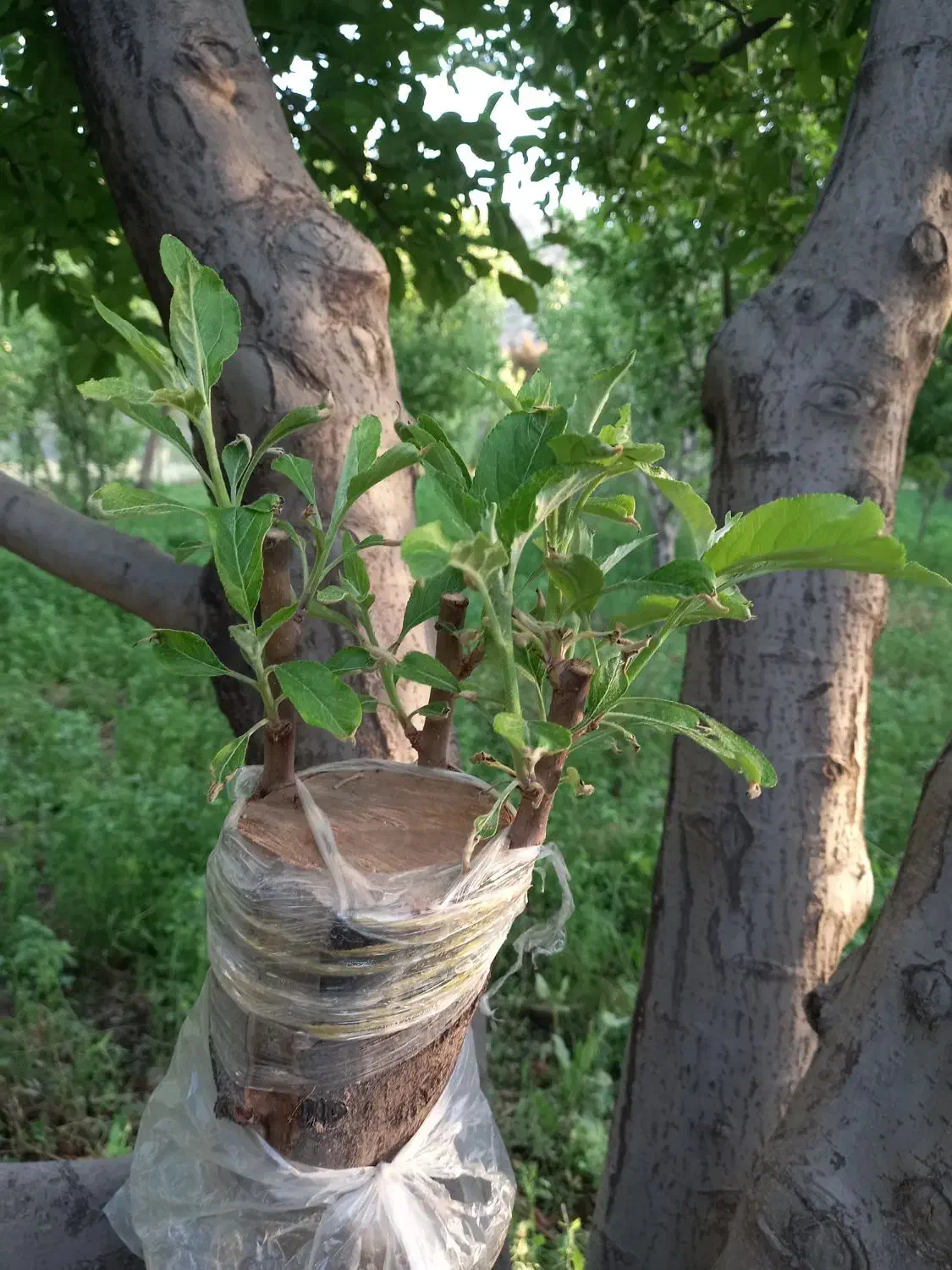 هرس اصولی|خدمات باغبانی و درختکاری|لنجان, |دیوار