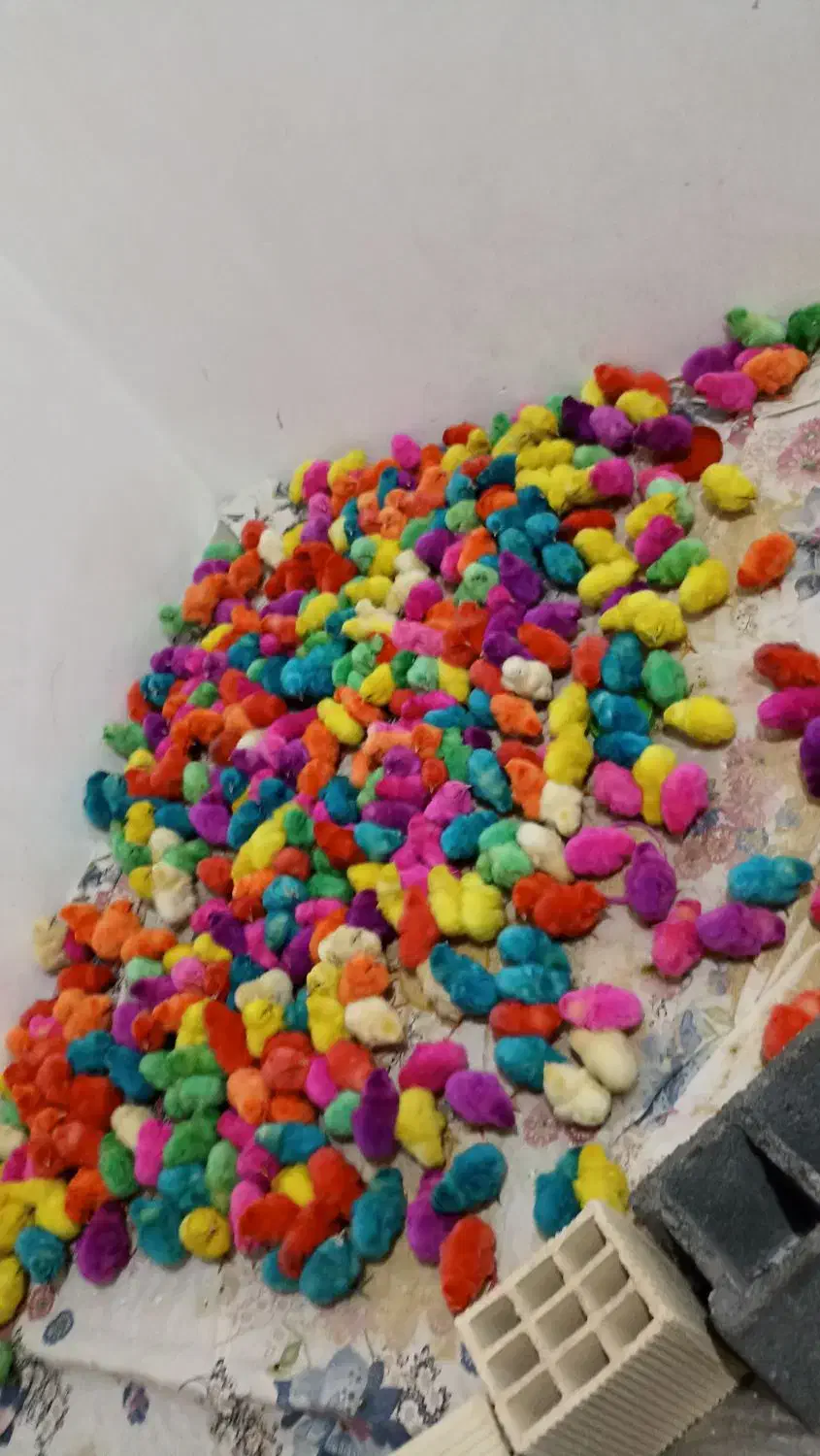 جوجه رنگی|حیوانات مزرعه|تربت جام, حافظ|دیوار