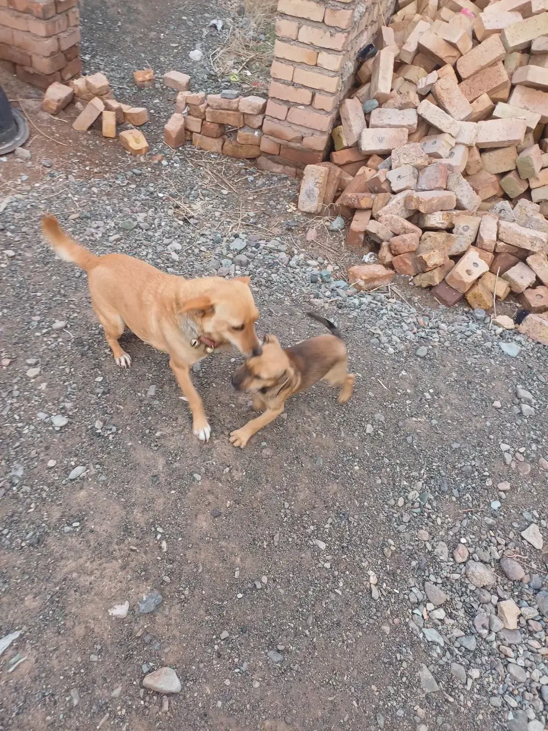 پاکوتاه|سگ|نیشابور, مازول|دیوار