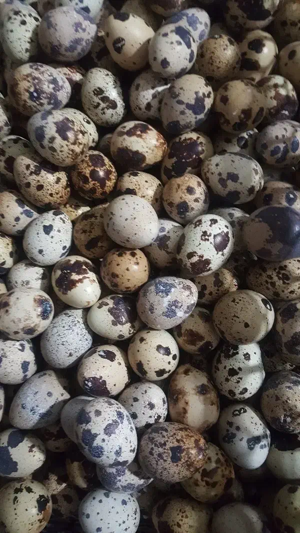 تخم نطفه دار و خوراکی بلدرچین|خوردنی و آشامیدنی|اهواز, نادری|دیوار