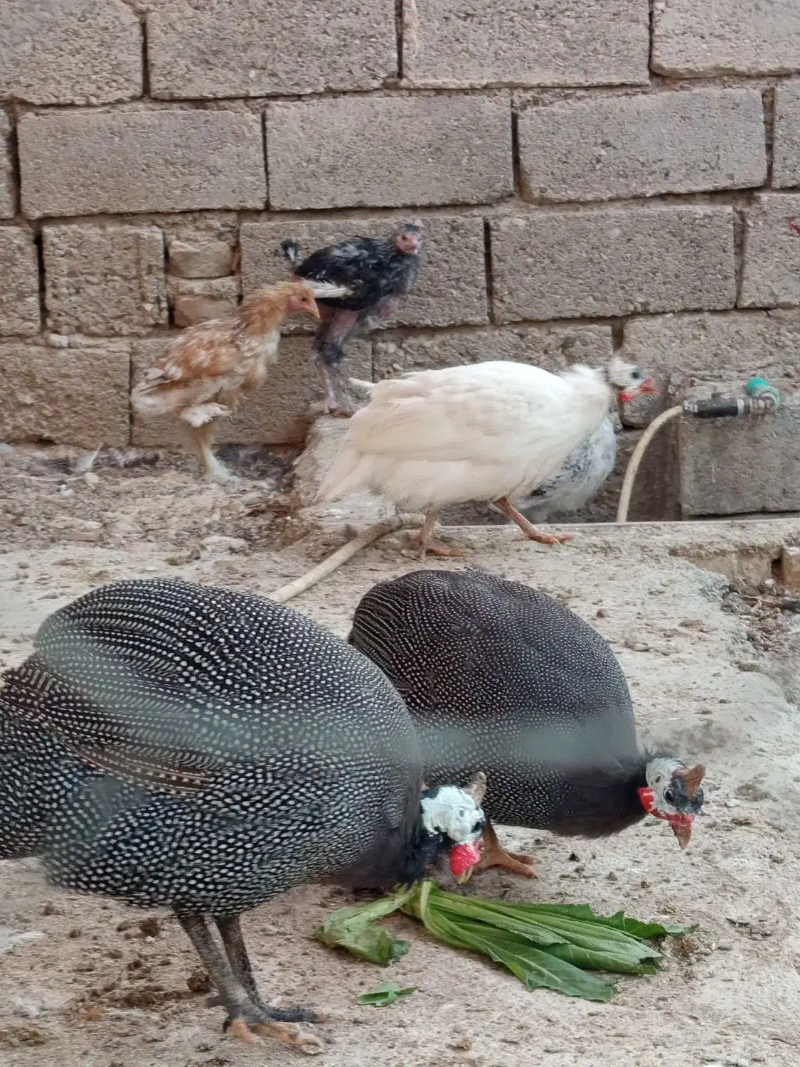 مرغ شاخدار|حیوانات مزرعه|طسوج, |دیوار