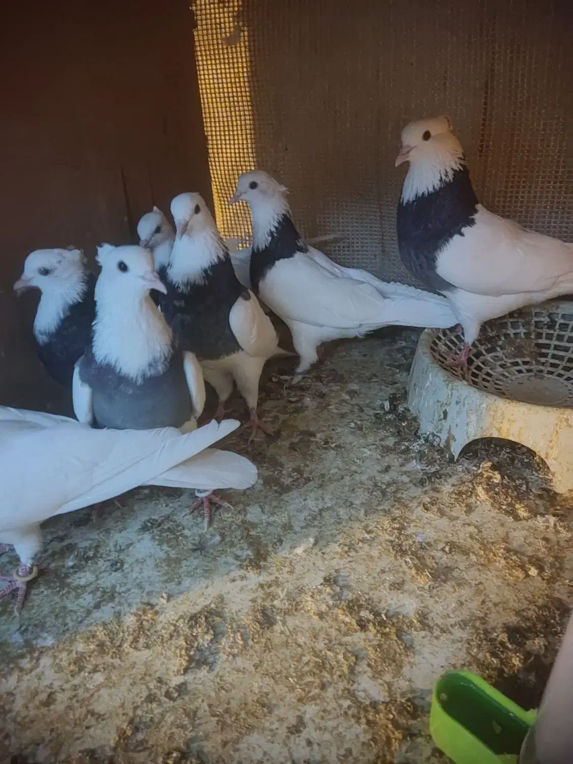 طوقی مشکی|پرنده|خمینی‌شهر, |دیوار