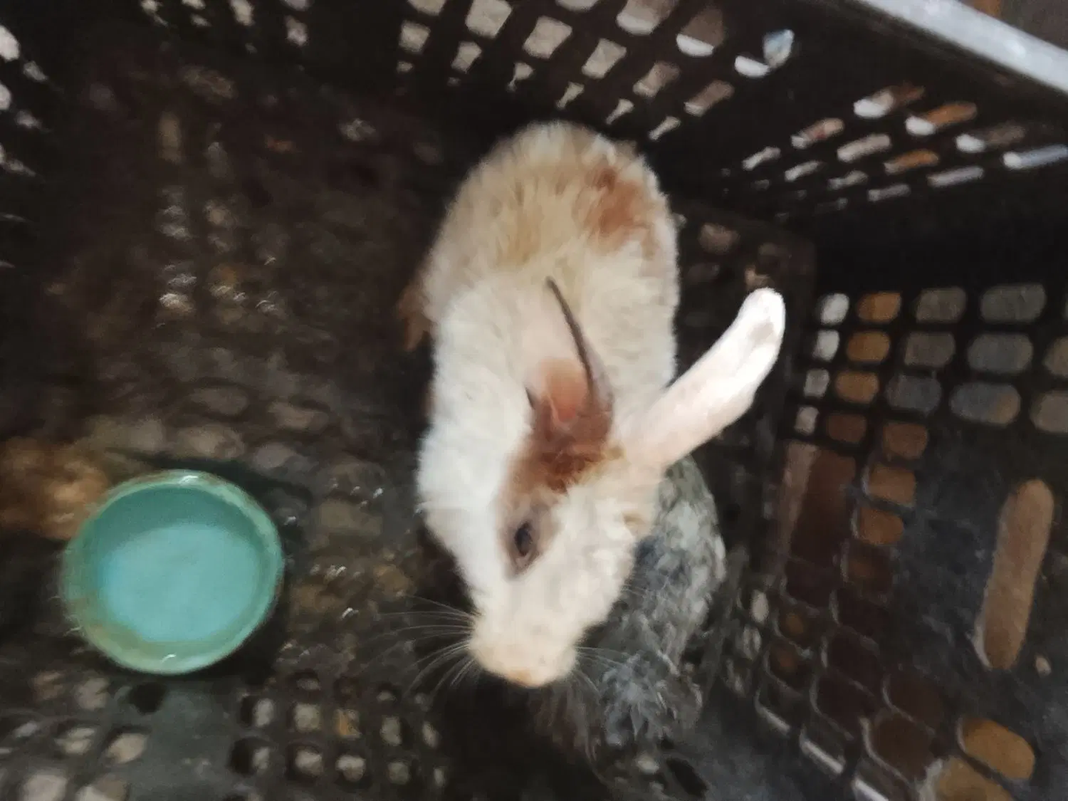 خرگوش|موش و خرگوش|بیرجند, |دیوار