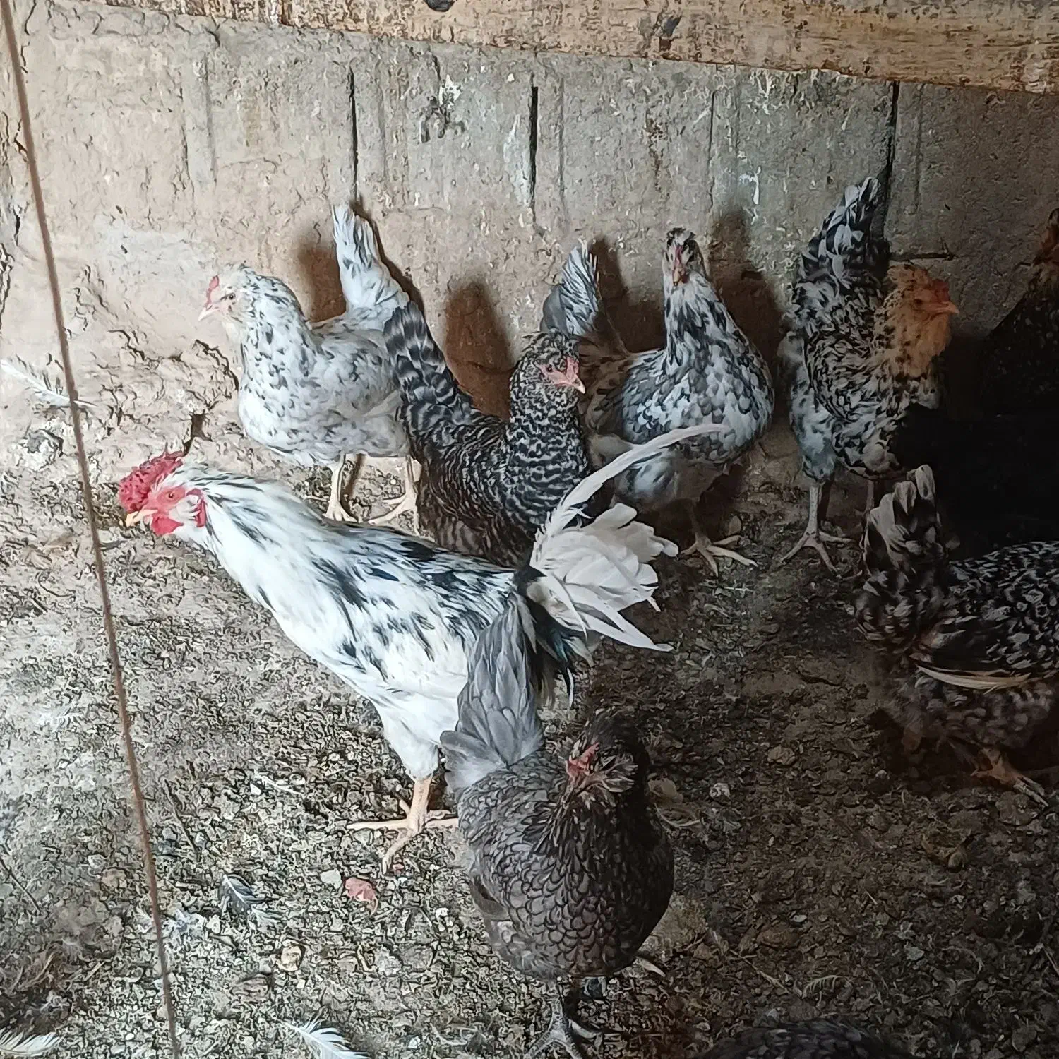 تخمرغ نطفه دار|حیوانات مزرعه|خمینیشهر, |دیوار