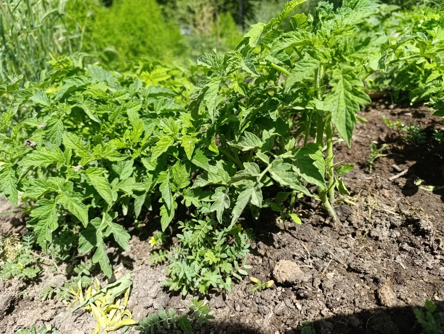 نشا گوجه|خدمات باغبانی و درختکاری|خرمآباد, |دیوار