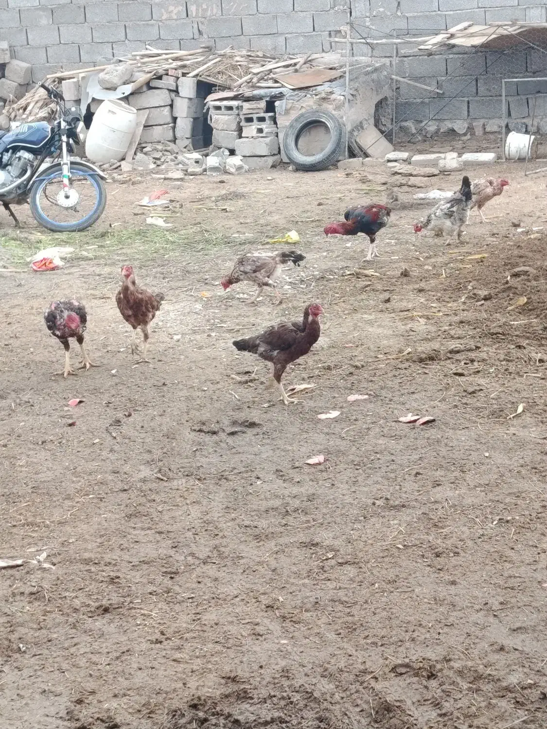 تعدادی مرغ و خروس لاری|حیوانات مزرعه|خوی, |دیوار