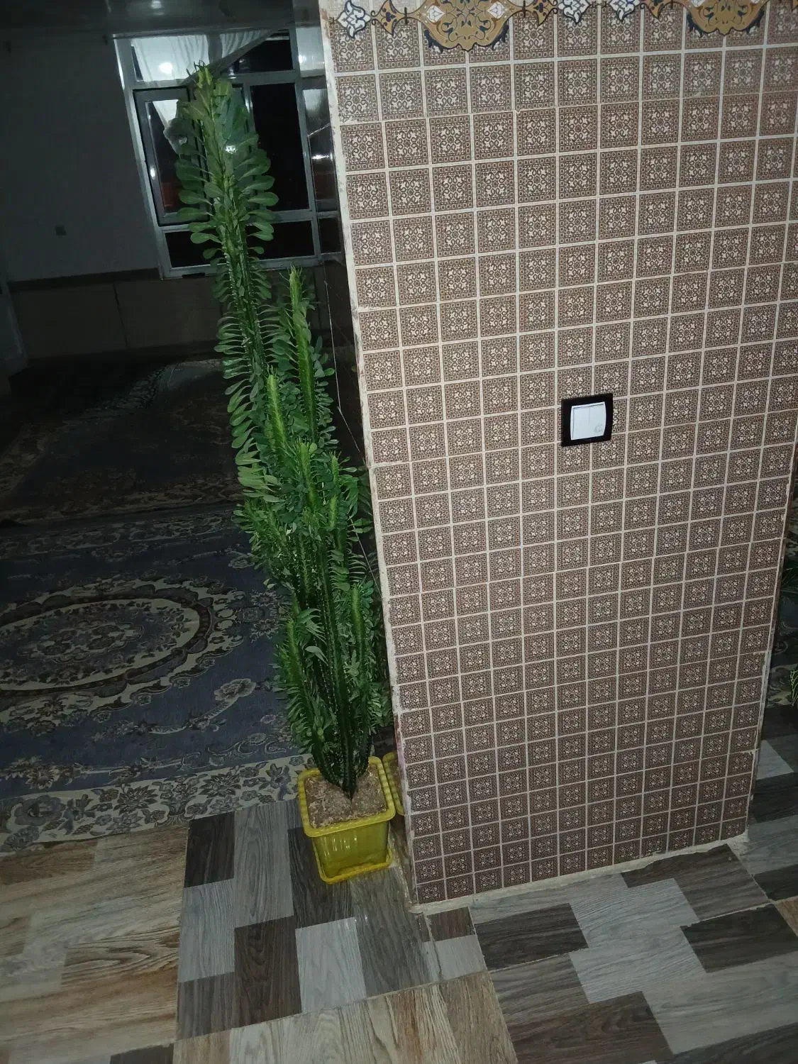 گل آفوریبا|گل و گیاه طبیعی|ایوان, |دیوار