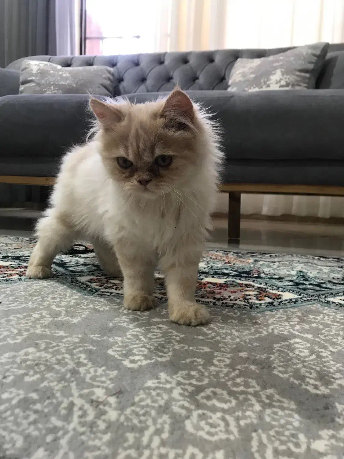 گربه پرشین لانگ هیر|گربه|نیشابور, محله میدان باغات|دیوار