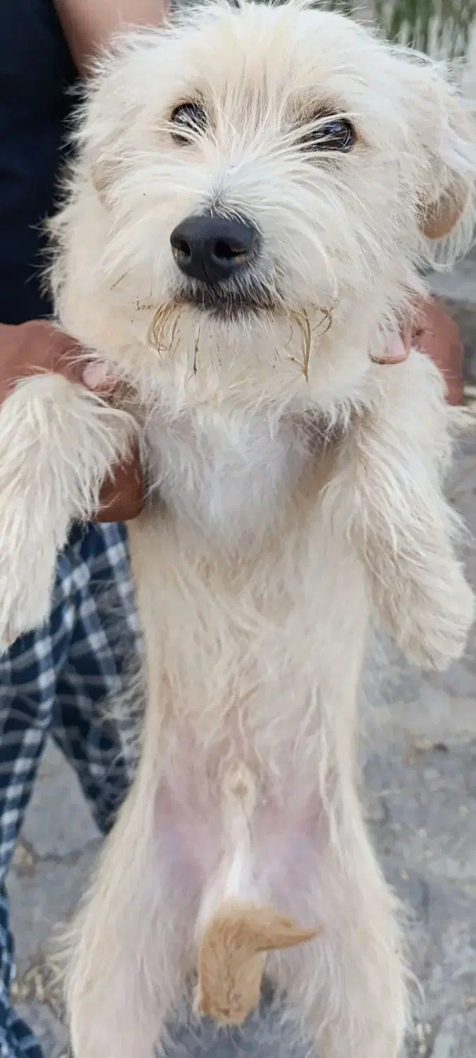 شیتزو|سگ|خلجستان, |دیوار