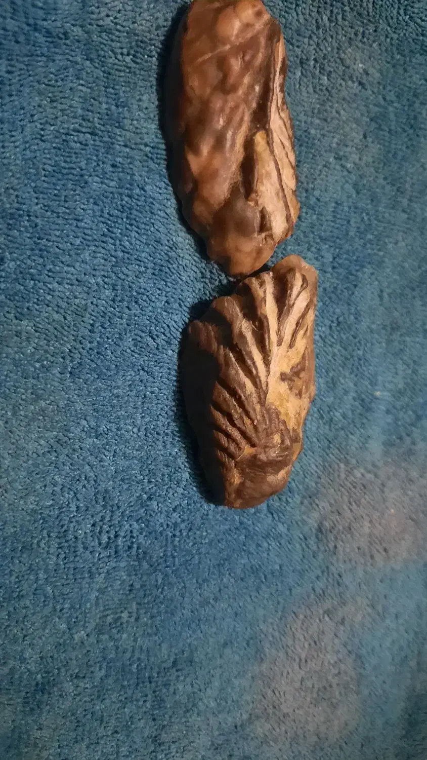 فسیل صدف دوطرفه|کلکسیون اشیاء عتیقه|کوهدشت, |دیوار